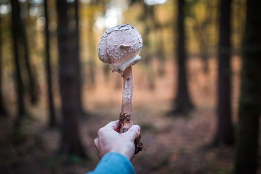 Mushroom hunting. Macrolepiota procera or parasol mushroom in forest with hand and trees in the background.
