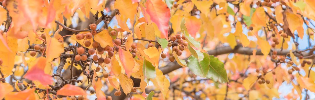 Panorama view fall colors on Bradford pear tree leaves and fruits with combinations of green, orange, yellow, red. Beautiful changing season and autumn background in Texas, America.