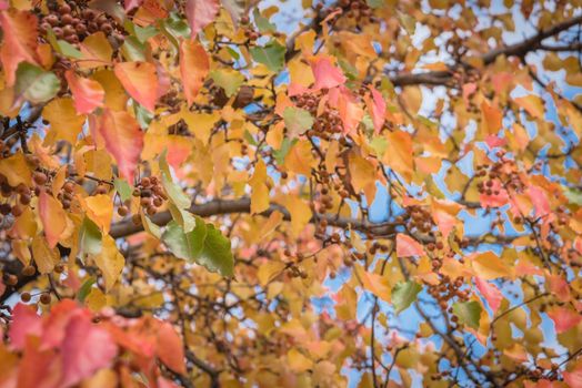 Fall colors on Bradford pear tree leaves and fruits with combinations of green, orange, yellow, red. Beautiful changing season and autumn background in Texas, America.