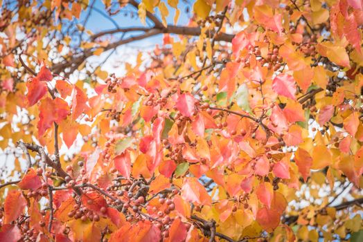 Fall colors on Bradford pear tree leaves and fruits with combinations of green, orange, yellow, red. Beautiful changing season and autumn background in Texas, America.