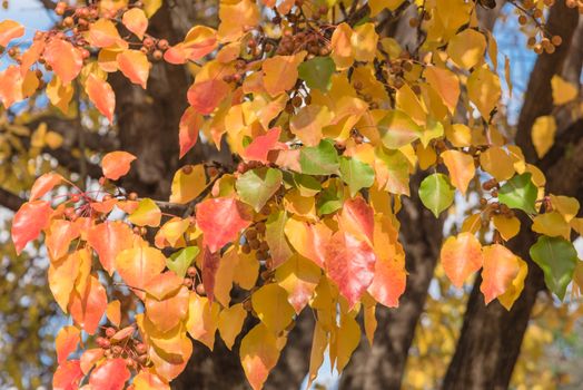 Fall colors on Bradford pear tree leaves and fruits with combinations of green, orange, yellow, red. Beautiful changing season and autumn background in Texas, America.