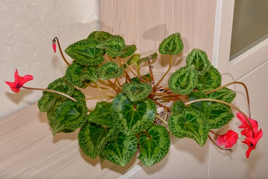 Patterned green leaves of Persian cyclamen in a flower in a beautiful pot