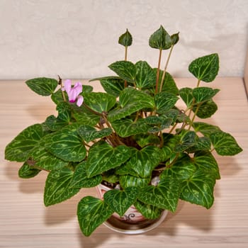 Patterned green leaves of Persian cyclamen in a flower in a beautiful pot