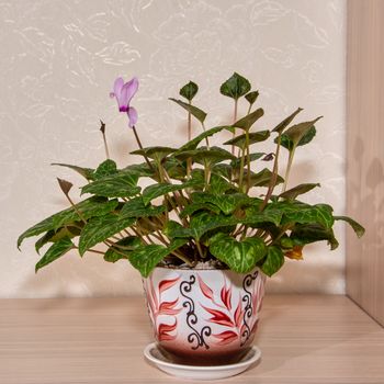 Patterned green leaves of Persian cyclamen in a flower in a beautiful pot