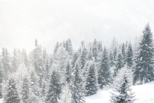 Winter landscape with mountain forest of snow covered trees