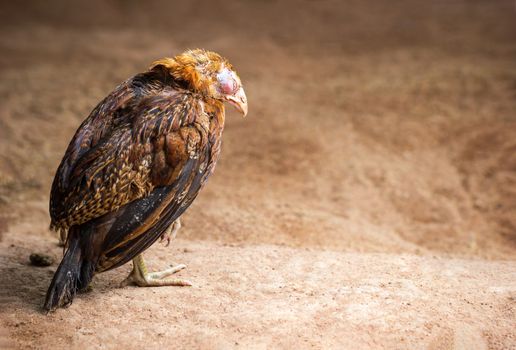 Sick chicken on the ground in farm. Copy space for text. The concept of Infectious diseases of chickens.