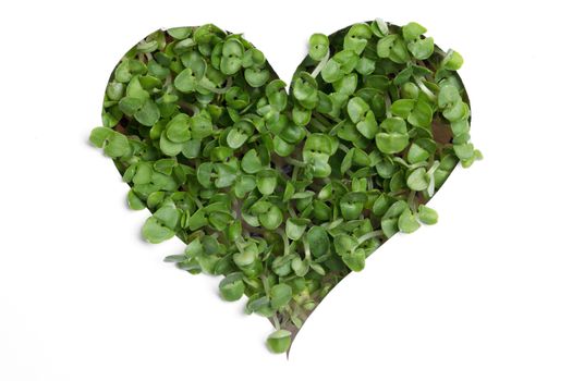 Sprout green plants growing a heart shape isolated on white background