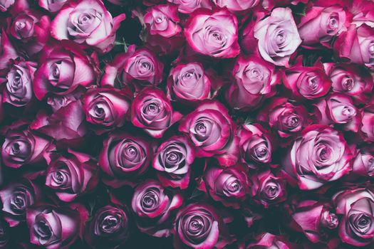 Pink rose flowers background with copy space for text