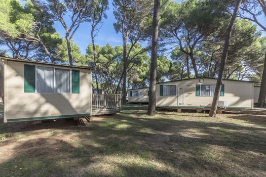 static holiday caravans in pine tree forest