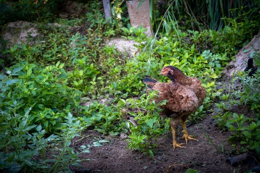 A Brown hen chicken standing in field use for farm animals, livest. Cock domestic pets animals