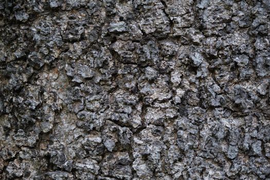 The Texture of rough tree skin surface. Texture of rough tree skin surface closeup for background