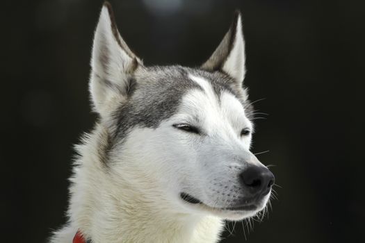 very beautiful portrait of a husky dog brown