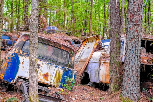 Wrecked Cars in Trees in a Junkyard