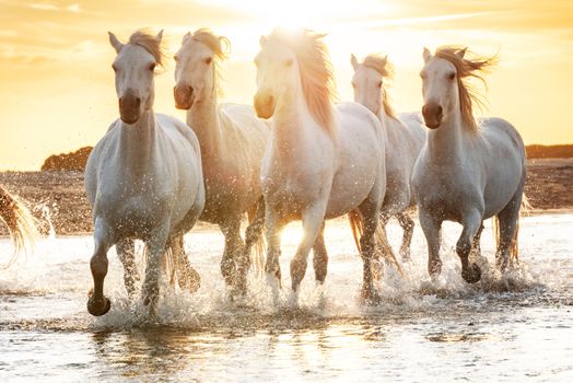 White horses are walking in the water  all over the sea in Camargue, France.