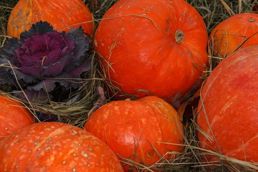 lots of pumpkins at outdoor farmer's market, autumn pumpkin decor for thanksgiving