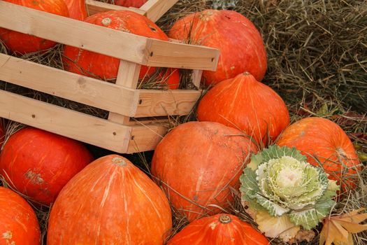 lots of pumpkins at outdoor farmer's market, autumn pumpkin decor for thanksgiving