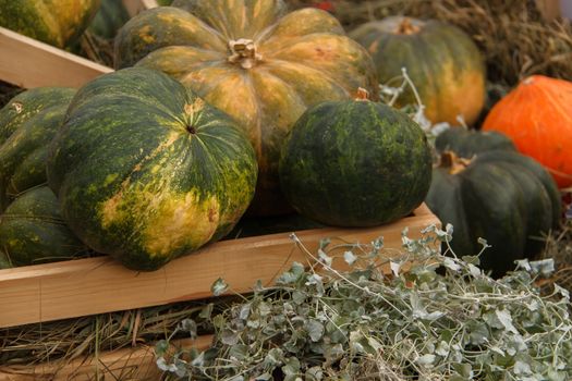 lots of pumpkins at outdoor farmer's market, autumn pumpkin decor for thanksgiving