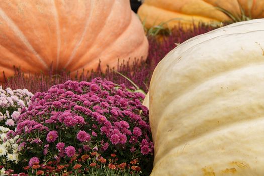 lots of pumpkins at outdoor farmer's market, autumn pumpkin decor for thanksgiving