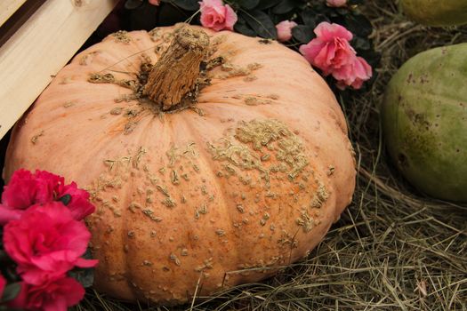 lots of pumpkins at outdoor farmer's market, autumn pumpkin decor for thanksgiving