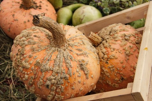 lots of pumpkins at outdoor farmer's market, autumn pumpkin decor for thanksgiving