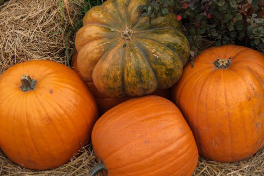 lots of pumpkins at outdoor farmer's market, autumn pumpkin decor for thanksgiving