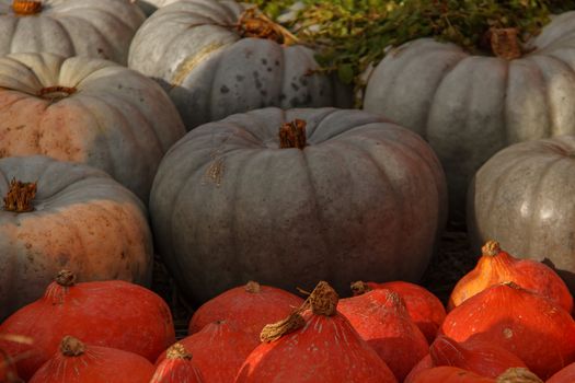 lots of pumpkins at outdoor farmer's market, autumn pumpkin decor for thanksgiving