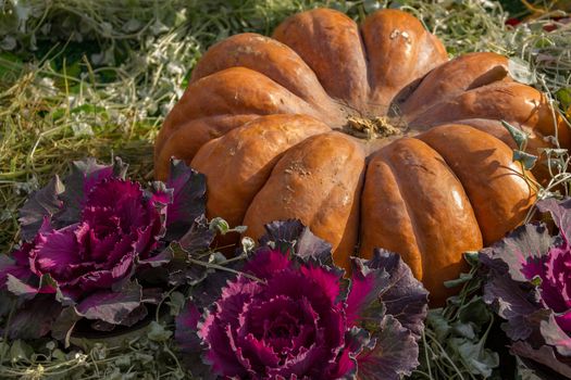 Pumpkin unusual shape and colors suitable to decorate the thanksgiving holiday