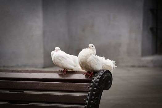Two white pigeons sit side by side against the concrete walls. The concept of tenderness and care.