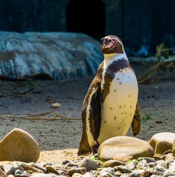 closeup of a humboldt penguin standing at the coast, flightless semi aquatic bird, vulnerable animal specie from south America