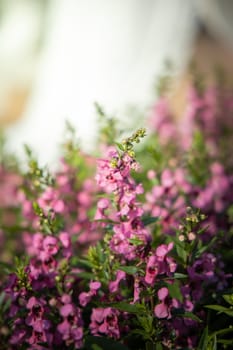 The background image of the colorful flowers, background nature