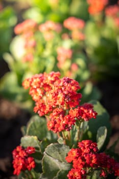 The background image of the colorful flowers, background nature