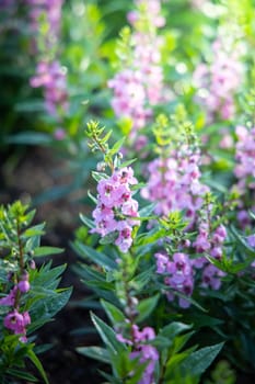 The background image of the colorful flowers, background nature