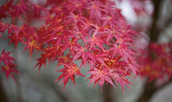 Autumn scene with colorful maple leaves in Japan.