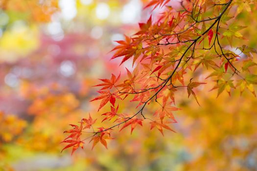 Autumn scene with colorful maple leaves in Japan.
