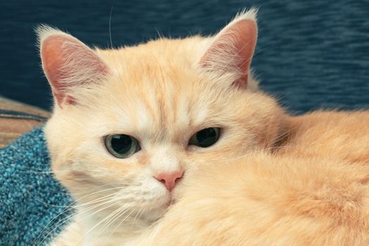 Cute cream tabby cat lies on a blue plaid, close up.