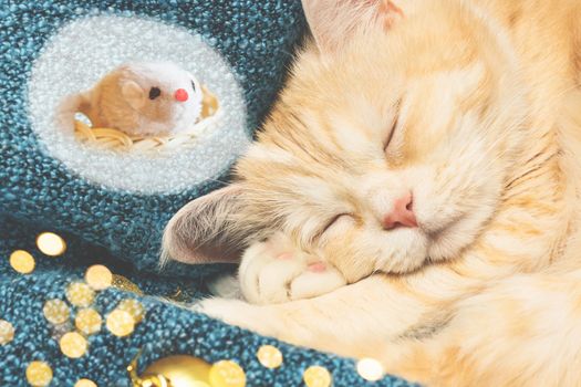 Cute cream cat sleeps on a blue plaid near Christmas decorations and sees a mouse in a dream.
