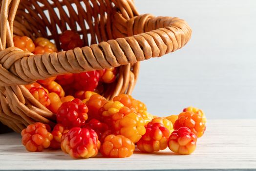 Handful of cloudberry berries poured from a small basket on an white wooden table close-up.