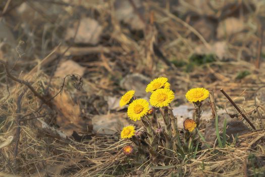 Early spring flowers of coltsfoot made their way through a bed of dry leaves.