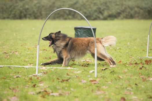 Dog, Belgian Shepherd Tervuren, running in agility competition