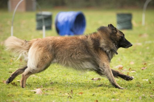 Dog, Belgian Shepherd Tervuren, running in agility competition