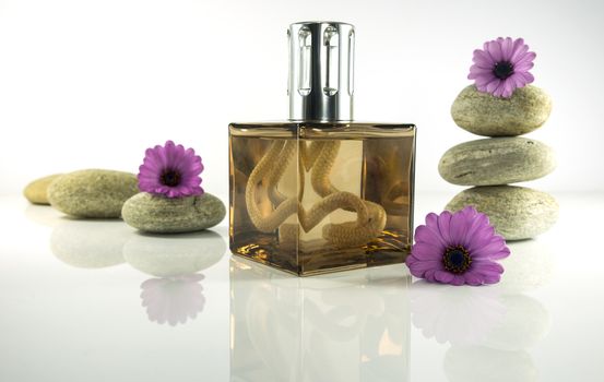 exclusive golden coloured parfum in glass bottle woth ze setting with spanish daisy flowers and stackes stones on white background