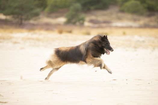 Dog, Belgian Shepherd Tervuren, running in the sand