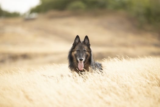 Dog, Belgian Shepherd Tervuren, lying in heather grass