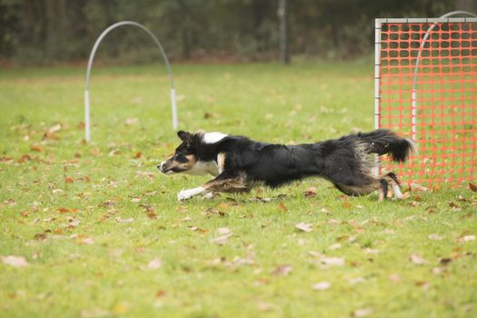 Dog, Border Collie, running in agility competition
