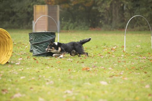 Dog, Border Collie, running in agility competition