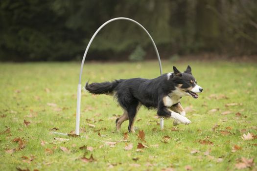 Dog, Border Collie, running in agility competition