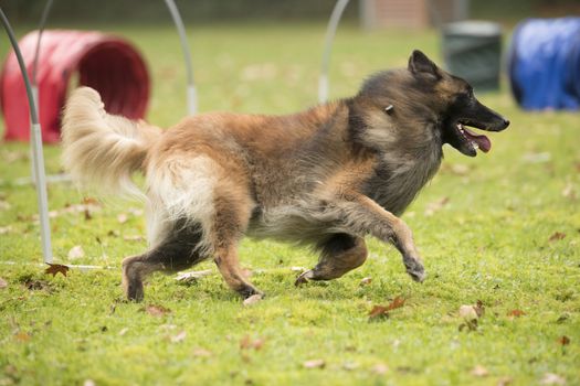 Dog, Belgian Shepherd Tervuren, running in agility competition