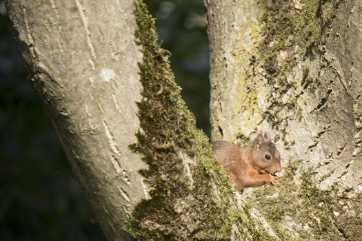 Squirrel sitting in a tree and eating