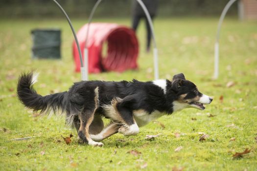 Dog, Border Collie, running in agility  competition