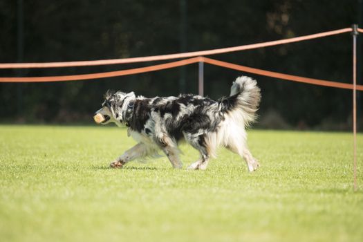 Dog, Australian Shepherd, walking with dumbbell